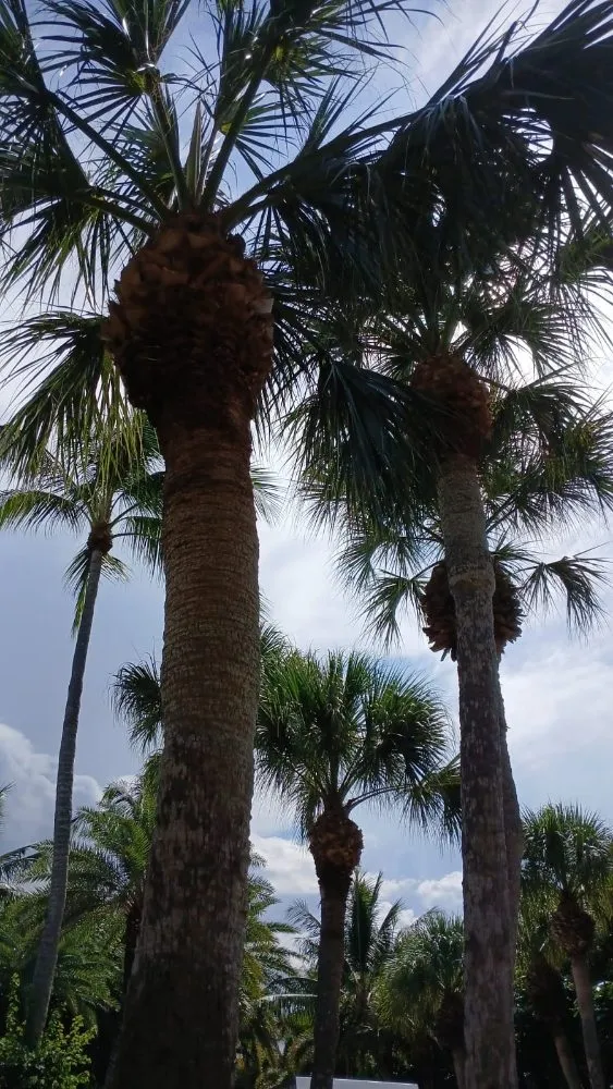 Custom landscaping services for beautiful yards across Jupiter, FL - Local Tree Cutting Services