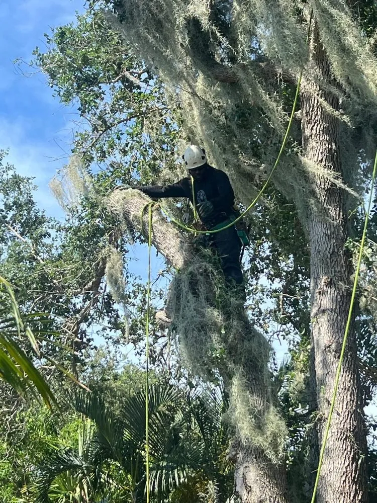 Affordable yard cleanup service in Jupiter, FL by Local Tree Cutting Services