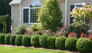 Local lawn mowing service near you in Santa Cruz, CA by Locatelli's Landscaping