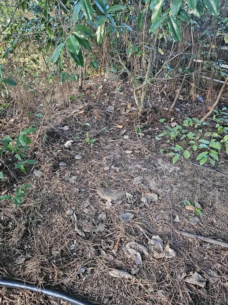 Affordable landscape design in Bossier City, LA - Lockdown Lawns