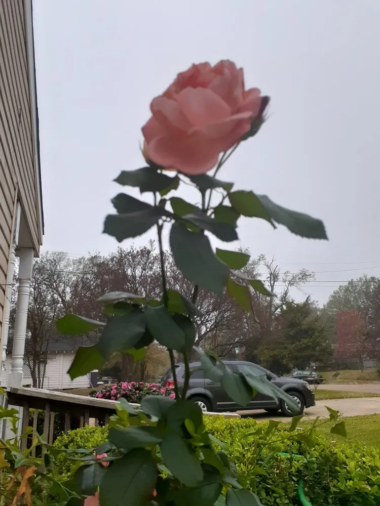 Expert residential landscaping in Bossier City, LA - Lockdown Lawns