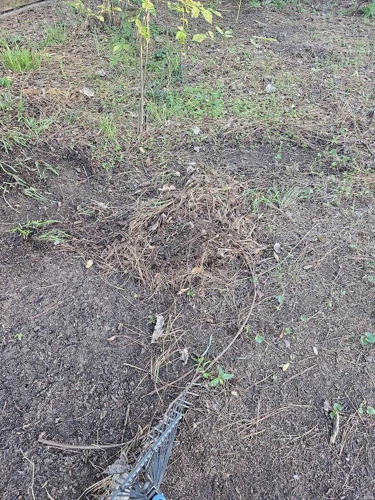 Affordable landscaping services in Bossier City, LA - Lockdown Lawns