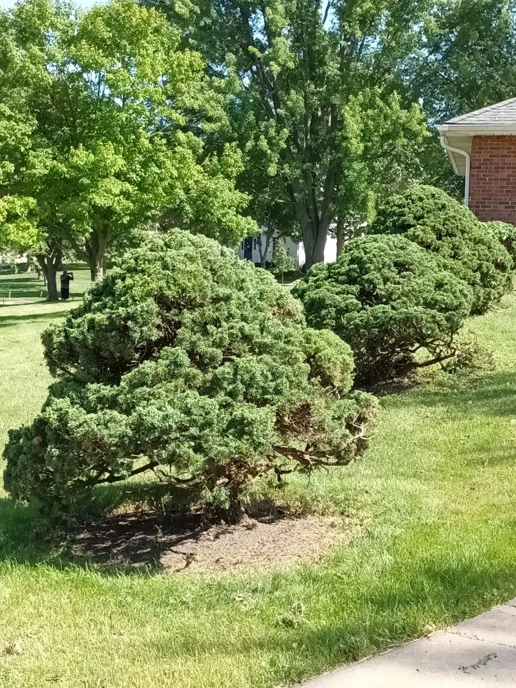 Professional garden landscaping experts serving Davenport, IA - Lockett Lawn Care and Landscaping