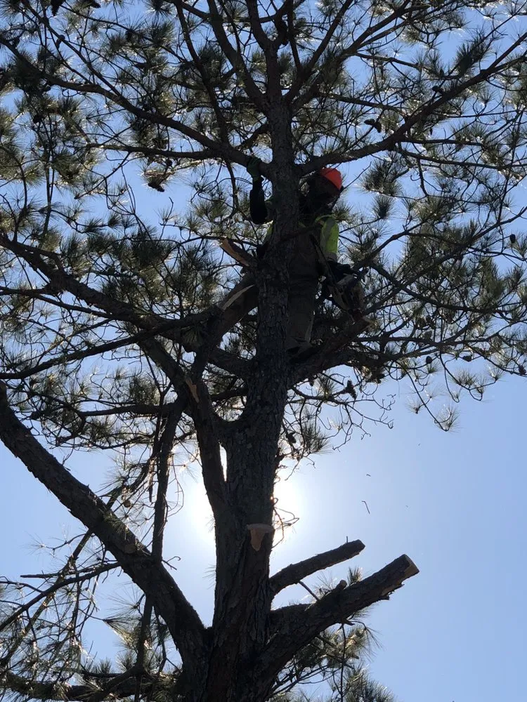 Affordable residential landscaping near you across Hope Mills, NC - Locklears lot Clearing