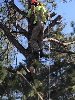 Locklears lot Clearing