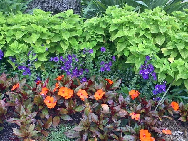 Top-rated outdoor landscaping in Lakeside, CA by Locks Lawn Care and Landscaping