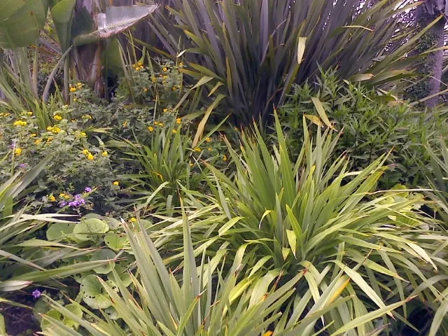 Trusted lawn mowing service experts serving Lakeside, CA - Locks Lawn Care and Landscaping