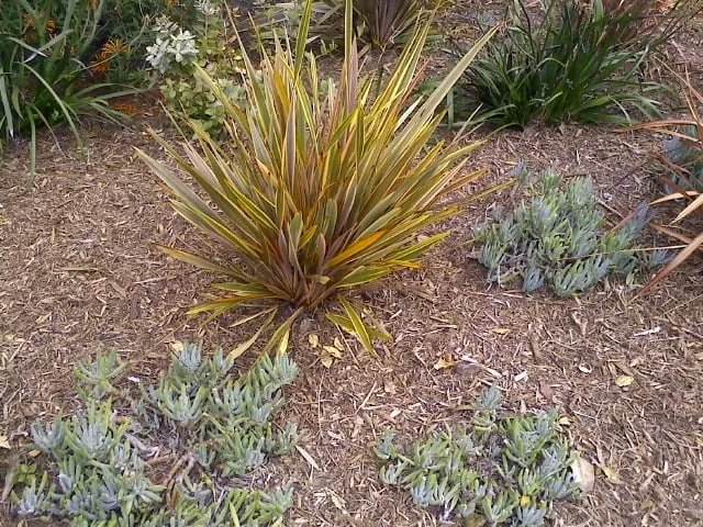 Local yard cleanup service for residential properties across Lakeside, CA - Locks Lawn Care and Landscaping