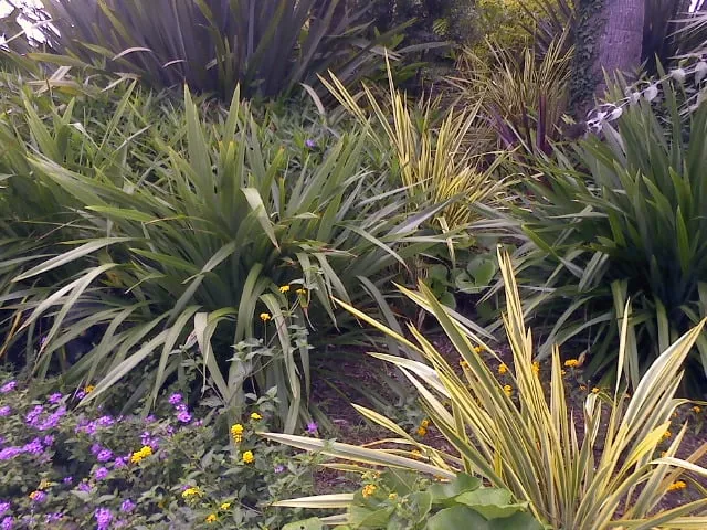 Custom yard maintenance in Lakeside, CA by Locks Lawn Care and Landscaping