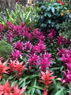 Reliable yard cleanup service experts serving Lakeside, CA - Locks Lawn Care and Landscaping