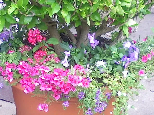 Expert garden landscaping experts serving Lakeside, CA - Locks Lawn Care and Landscaping