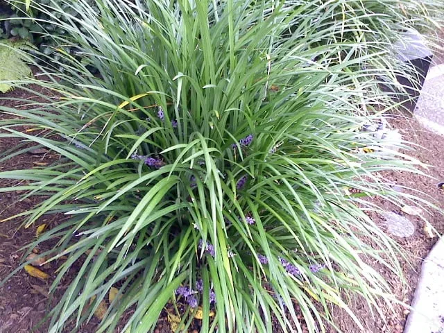 Trusted landscaping services for homes across Lakeside, CA - Locks Lawn Care and Landscaping