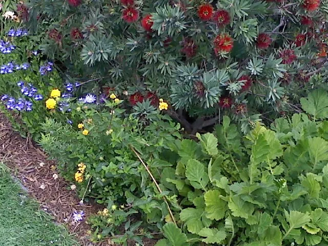 Top-rated garden landscaping experts serving Lakeside, CA - Locks Lawn Care and Landscaping