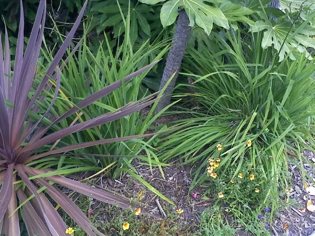 Top-rated garden landscaping near you across Lakeside, CA - Locks Lawn Care and Landscaping