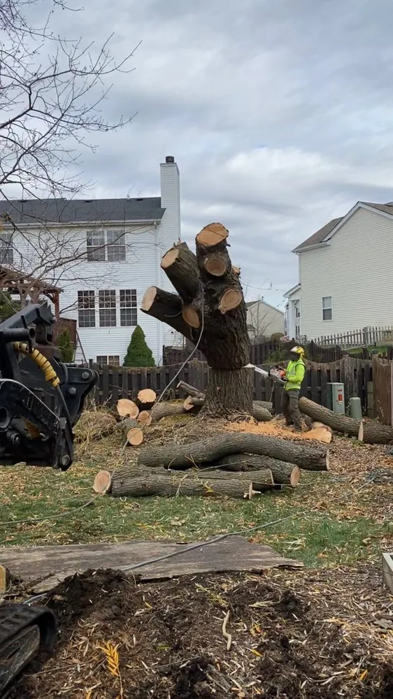 Trusted yard cleanup service in Crystal Lake, IL - Locust Lawn and Tree Service