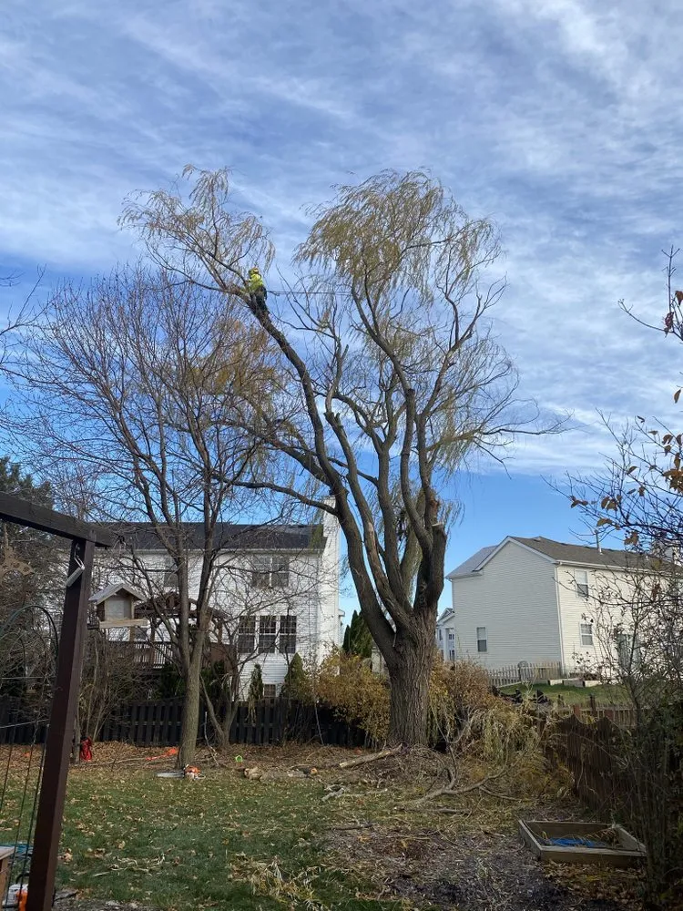 Affordable yard maintenance in Crystal Lake, IL - Locust Lawn and Tree Service