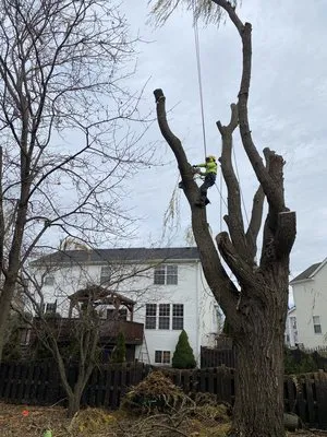 Locust Lawn and Tree Service Logo