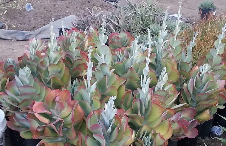 Top-rated lawn care service for beautiful yards across Lakeside, CA - Locusts Weed Abatement