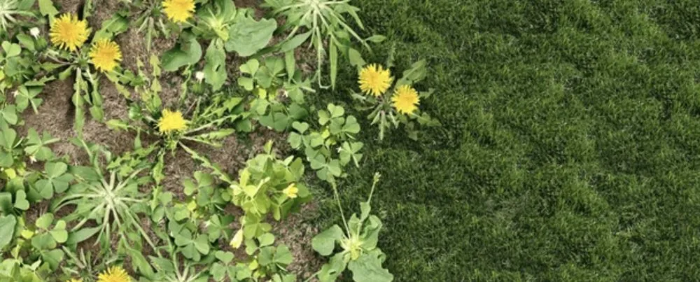 Top-rated lawn care service for homes across Lakeside, CA - Locusts Weed Abatement