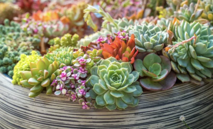 Affordable landscape design in Lakeside, CA - Locusts Weed Abatement