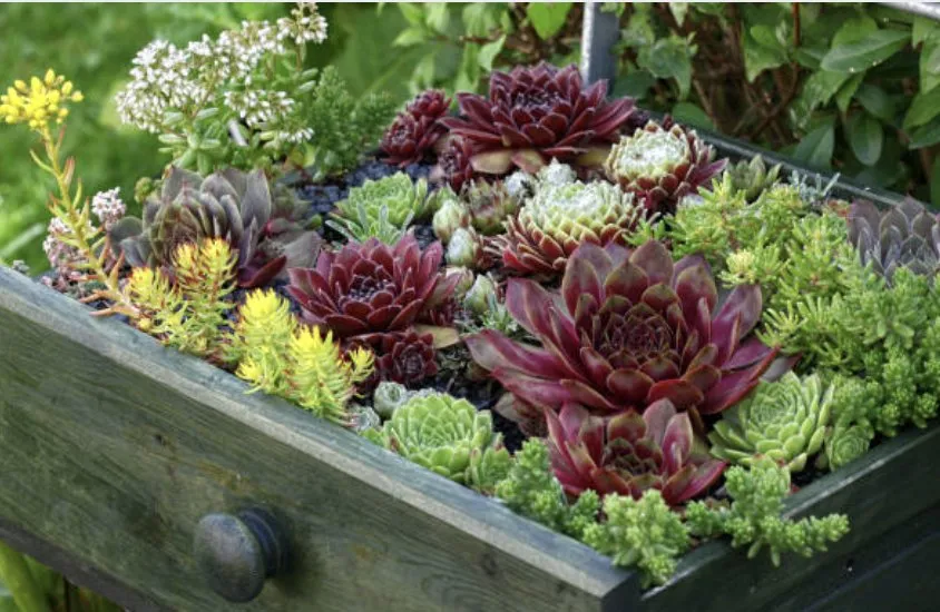 Expert lawn mowing service for homes across Lakeside, CA - Locusts Weed Abatement