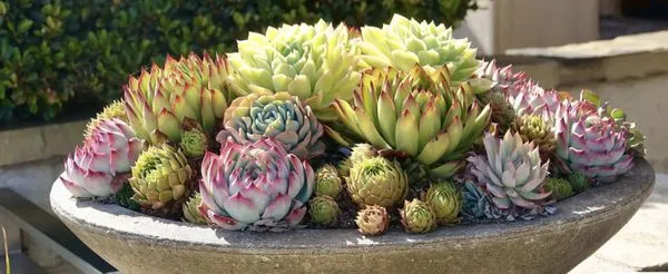 Locusts Weed Abatement