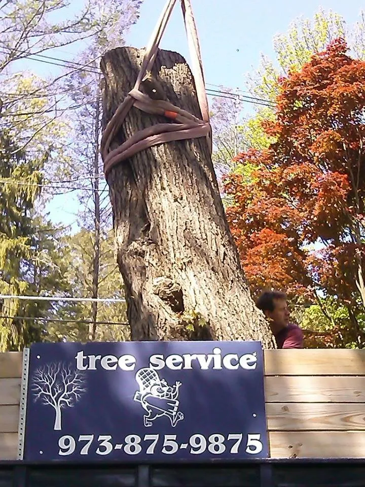 Local residential landscaping for residential properties across Sussex, NJ - Lodema Tree Service
