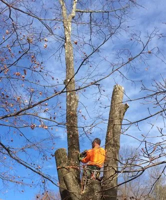 Lodema Tree Service