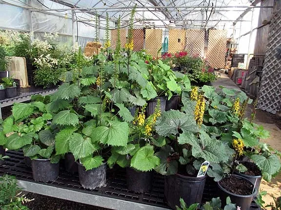 Professional garden landscaping in Ann Arbor, MI by Lodi Farms