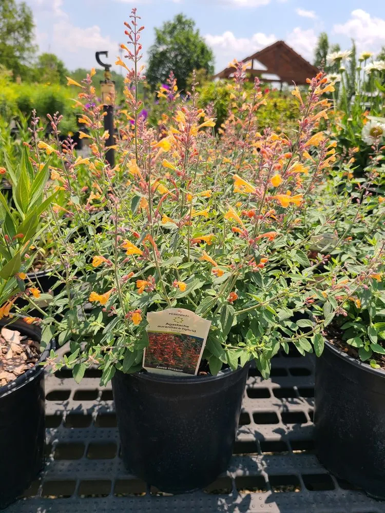 Trusted lawn mowing service for beautiful yards across Ann Arbor, MI - Lodi Farms