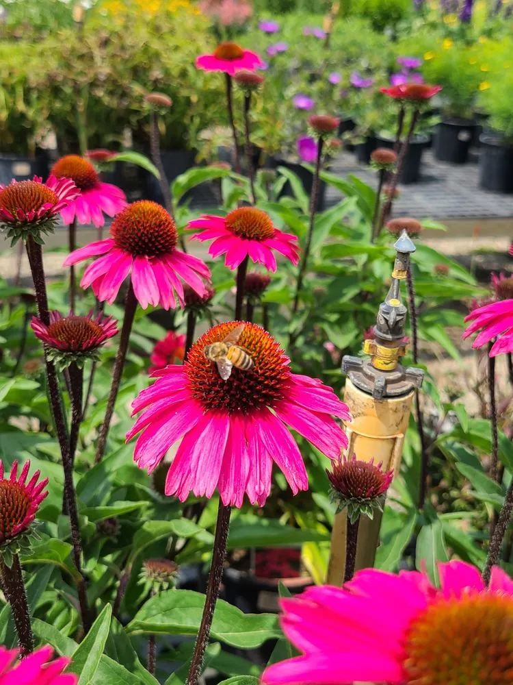 Local garden landscaping experts serving Ann Arbor, MI - Lodi Farms