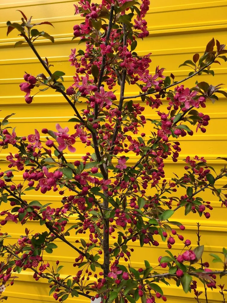 Trusted landscaping services with custom design in Ann Arbor, MI by Lodi Farms