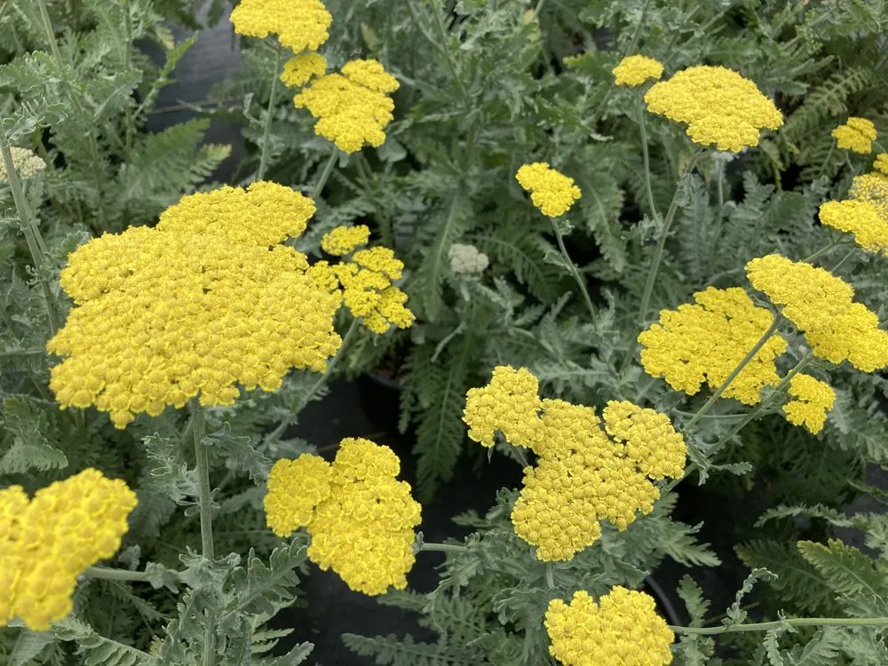 Reliable lawn mowing service for year-round maintenance in Ann Arbor, MI by Lodi Farms