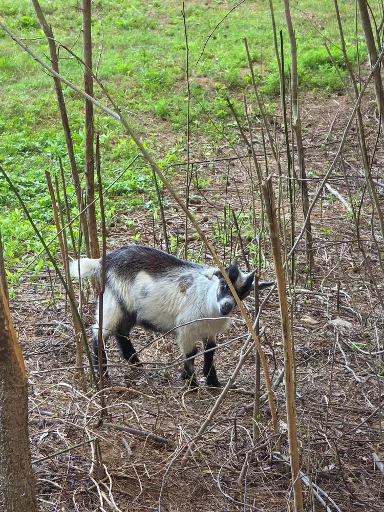 Top-rated landscaping services in Toccoa, GA by Logan's Grazers