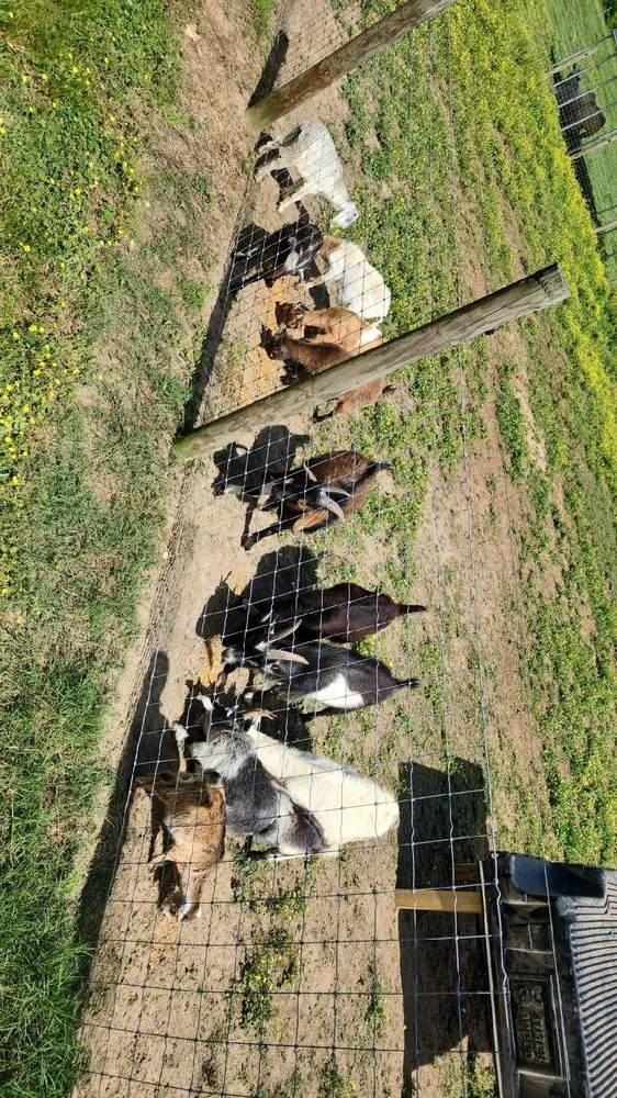 Trusted yard maintenance experts serving Toccoa, GA - Logan's Grazers