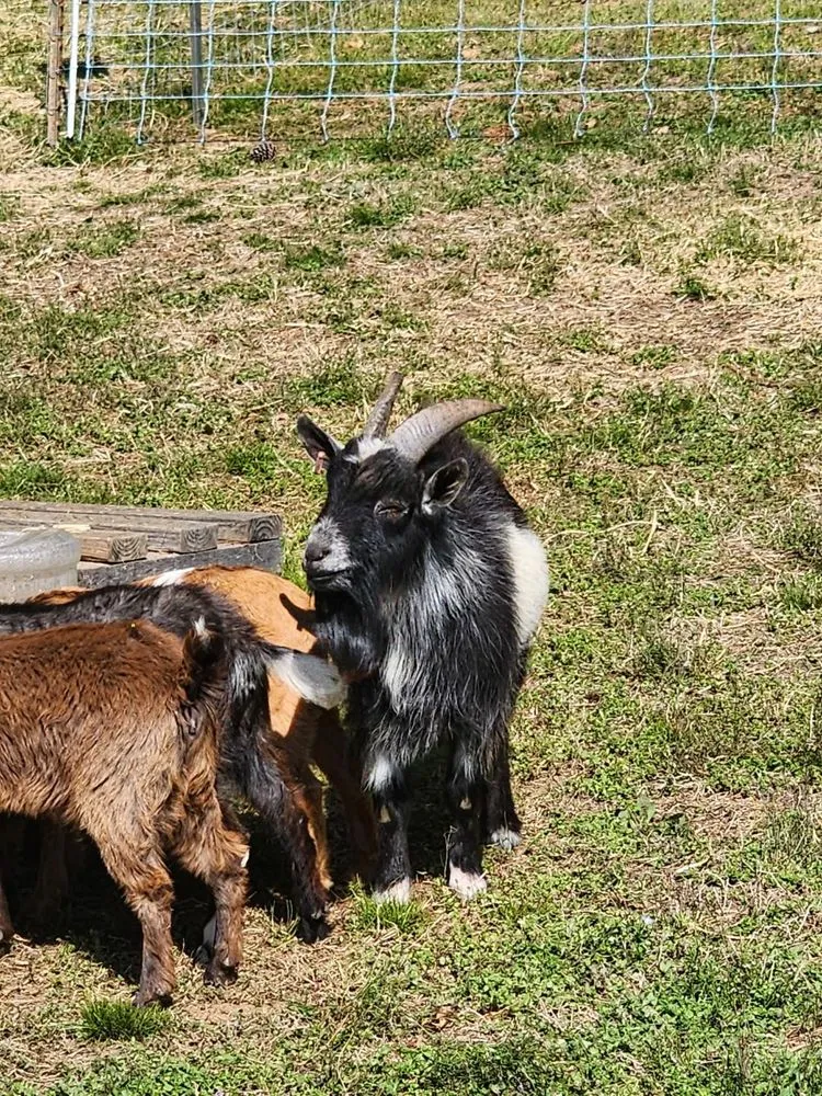 Top-rated residential landscaping near you across Toccoa, GA - Logan's Grazers