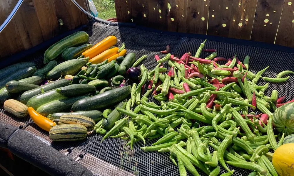 Top-rated yard cleanup service for residential properties across Austin, TX - Logan's Lawn & Garden