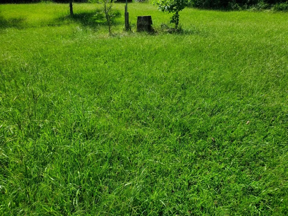 Affordable yard cleanup service in Sardis, MS - Logan's Lawn Care and Maintenance