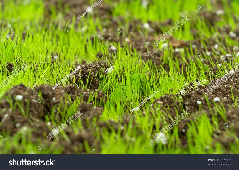 Reliable yard maintenance in Salem, IL - Logans mowing business