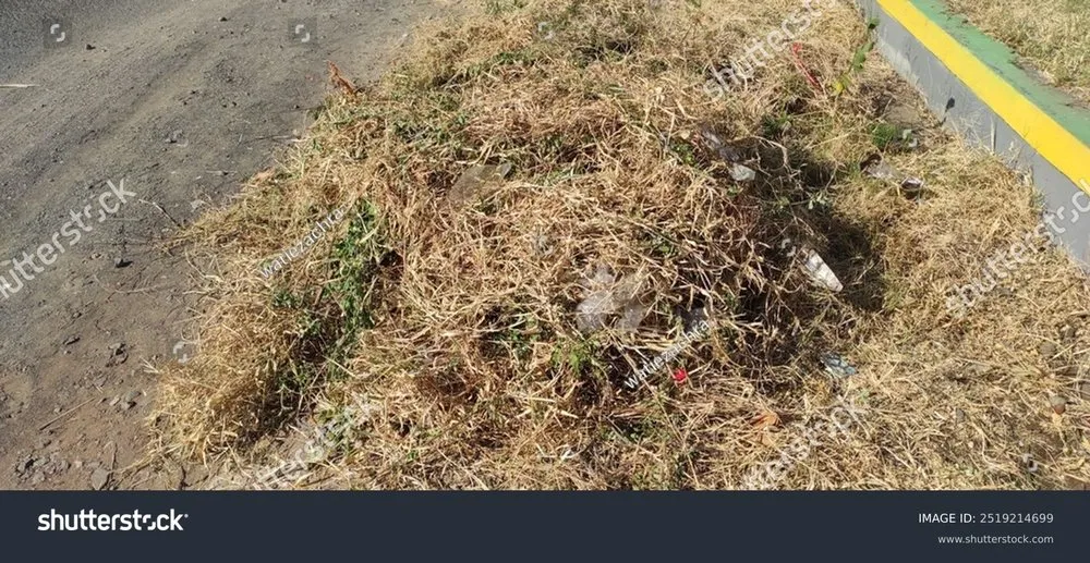 Professional yard maintenance near you across Salem, IL - Logans mowing business