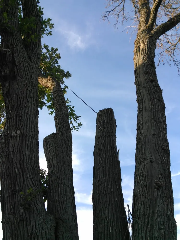 Trusted yard maintenance experts serving Village Of Clarkston, MI - Logan's Tree & Landscaping