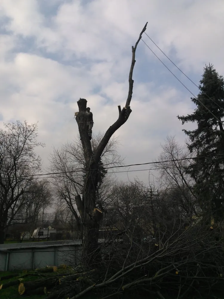 Custom landscape installation experts serving Village Of Clarkston, MI - Logan's Tree & Landscaping