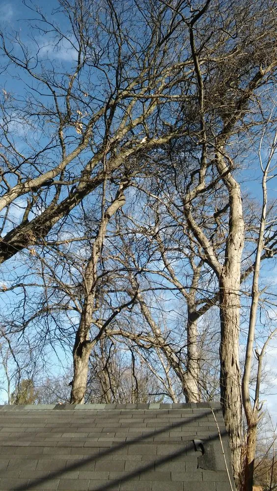 Trusted outdoor landscaping experts serving Village Of Clarkston, MI - Logan's Tree & Landscaping