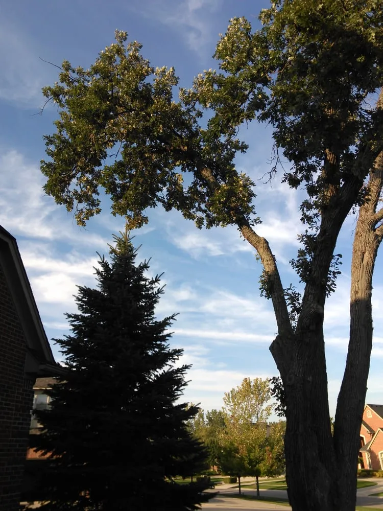 Local lawn mowing service in Village Of Clarkston, MI - Logan's Tree & Landscaping