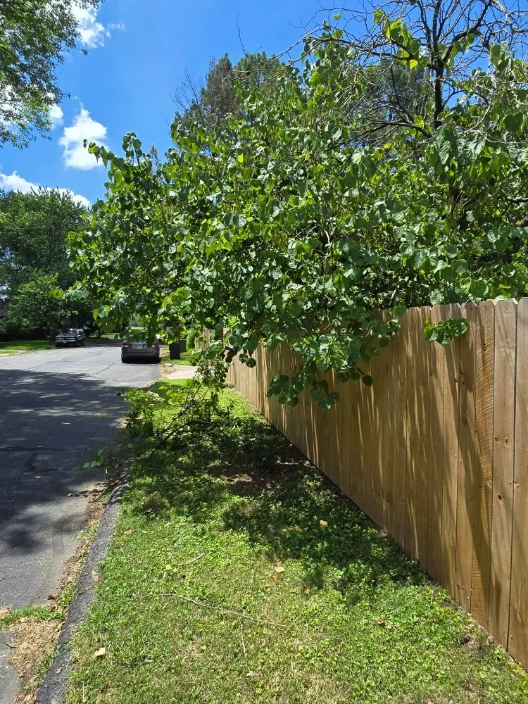 Local yard cleanup service near you in Carthage, MO by Logical Lawn Care