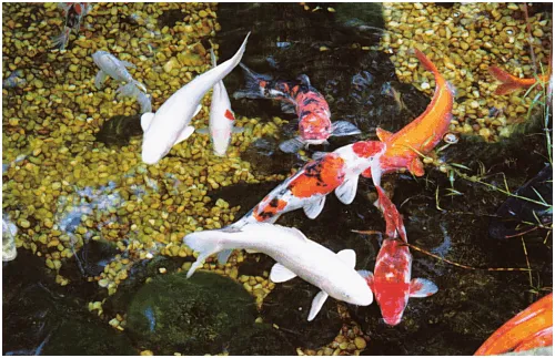 Loglisci Water Gardens Logo