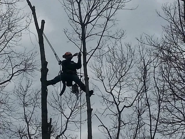 Affordable yard maintenance experts serving Franklin, MA - Lola's Landscape