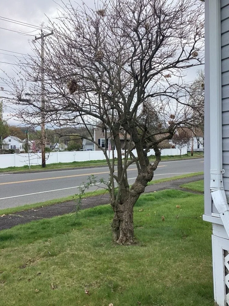 Trusted yard cleanup service experts serving Holyoke, MA - Lomas Landscaping