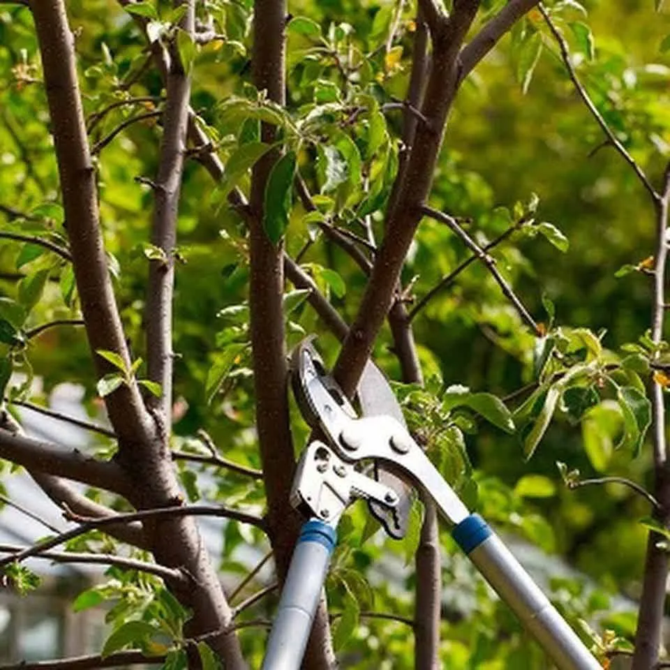 Custom yard maintenance in Pacoima, CA by Lomas Verdes Landscaping