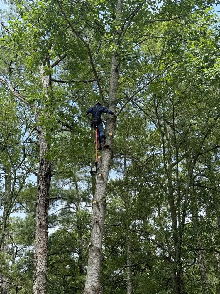 Expert landscape installation experts serving Senoia, GA - Lombera Tree Service